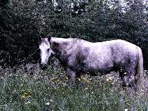 Gray horse in a field.